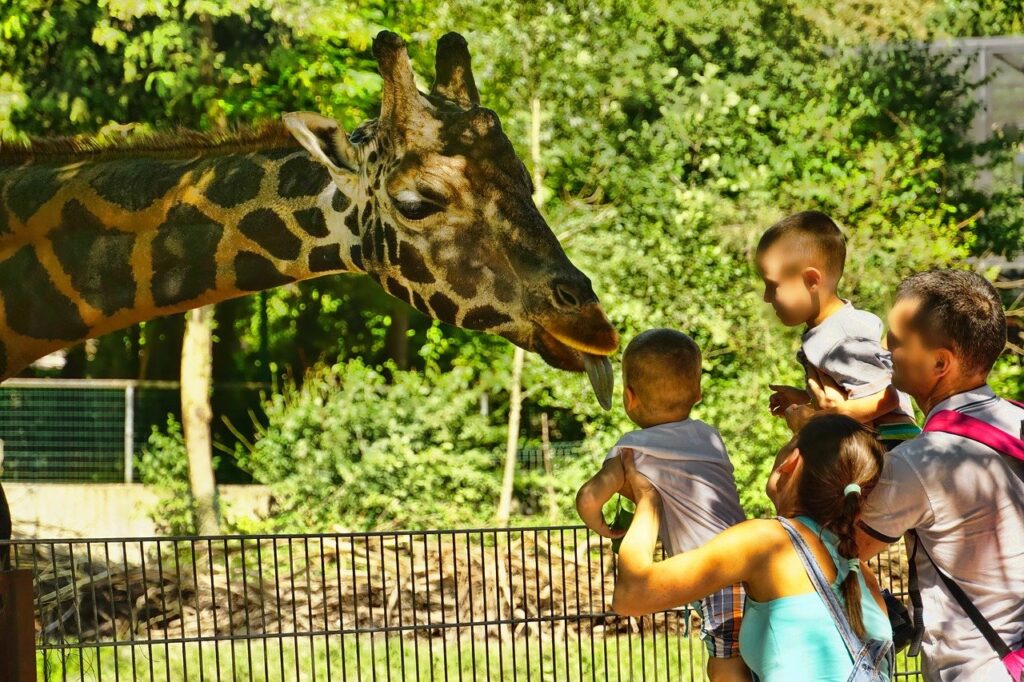 Injured at the Zoo? Here's What to Do 1 A family is feeding a giraffe in a zoo